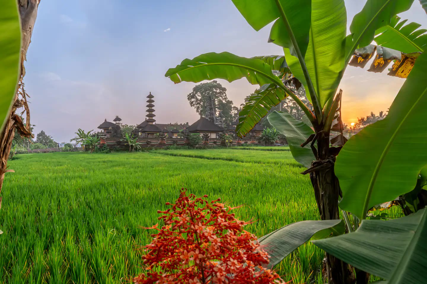Rice fields with Balinese temple at sunset